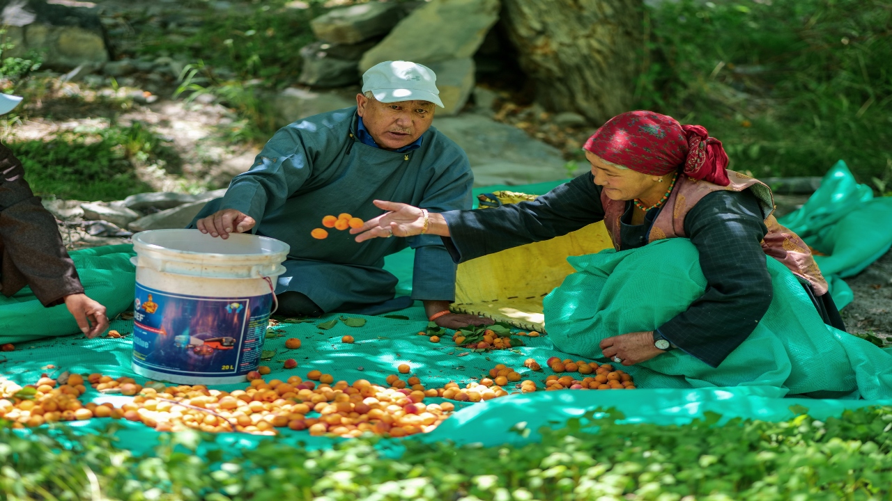 fresh apricot sorting and grading using net in Lehdo village of Sham valley